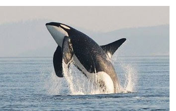 explore anacortes whale watching