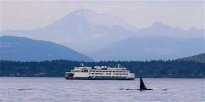 The fin of a whale in the water with a ferry behind it among Mount Erie