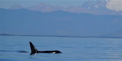 A whale breaching the water
