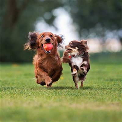 Two small dogs running